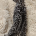 Savannah F-4SBT Male DOB 8-13-22