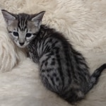 Savannah F-4SBT Male DOB 8-13-22