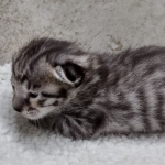 Savannah F-4SBT Male DOB 8-13-22