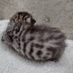 Savannah F-4SBT Male DOB 8-13-22