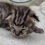 Savannah F-4SBT Male DOB 8-13-22