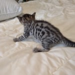 Savannah F-4SBT Male DOB 8-13-22