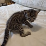 Savannah F-4SBT Male DOB 8-13-22