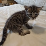 Savannah F-4SBT Male DOB 8-13-22