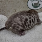 Savannah F-4SBT Male DOB 8-13-22