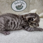 Savannah F-4SBT Male DOB 8-13-22