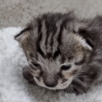 Savannah F-4SBT Male DOB 8-13-22