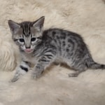 Savannah F-4SBT Male DOB 8-13-22