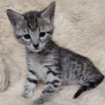 Savannah F-4SBT Male DOB 8-13-22