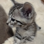 Savannah F-4SBT Male DOB 8-13-22