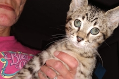 Jazz Savannah F-3C BST Male #2 DOB 9-26-18