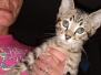 Jazz Savannah F-3C BST Male #2 DOB 9-26-18