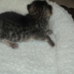 Savannah, F-3C, Brown Spotted Male, DOB 9-26-`18