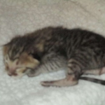 Savannah, F-3C, Brown Spotted Male, DOB 9-26-`18