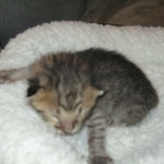 Savannah, F-3C, Brown Spotted Male, DOB 9-26-`18