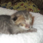 Savannah, F-3C, Brown Spotted Male, DOB 9-26-`18