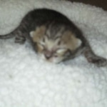 Savannah, F-3C, Brown Spotted Male, DOB 9-26-`18