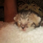 Savannah, F-3C, Brown Spotted Male, DOB 9-26-`18