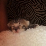 Savannah, F-3C, Brown Spotted Male, DOB 9-26-`18