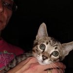 Savannah, F-3C, Brown Spotted Male, DOB 9-26-`18