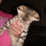 Savannah, F-3C, Brown Spotted Male, DOB 9-26-`18