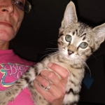 Savannah, F-3C, Brown Spotted Male, DOB 9-26-`18