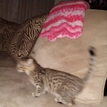 Savannah, F-3C, Brown Spotted Male, DOB 9-26-`18