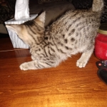 Savannah, F-3C, Brown Spotted Male, DOB 9-26-`18