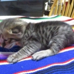 Savannah, F-3C, Brown Spotted Male, DOB 9-26-`18