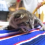 Savannah, F-3C, Brown Spotted Male, DOB 9-26-`18