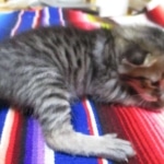 Savannah, F-3C, Brown Spotted Male, DOB 9-26-`18