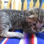 Savannah, F-3C, Brown Spotted Male, DOB 9-26-`18