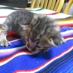 Savannah, F-3C, Brown Spotted Male, DOB 9-26-`18