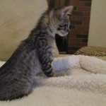 Savannah, F-3C, Brown Spotted Male, DOB 9-26-`18