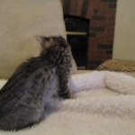 Savannah, F-3C, Brown Spotted Male, DOB 9-26-`18