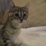 Savannah, F-3C, Brown Spotted Male, DOB 9-26-`18