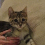 Savannah, F-3C, Brown Spotted Male, DOB 9-26-`18