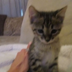 Savannah, F-3C, Brown Spotted Male, DOB 9-26-`18