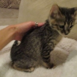 Savannah, F-3C, Brown Spotted Male, DOB 9-26-`18