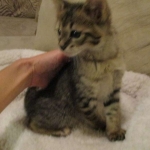 Savannah, F-3C, Brown Spotted Male, DOB 9-26-`18