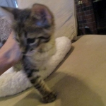 Savannah, F-3C, Brown Spotted Male, DOB 9-26-`18