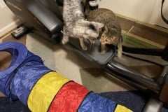 Corso Savannah F-3C BST Male DOB 4-17-20