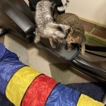 Corso and Rex F-3 and F-7 savannah males