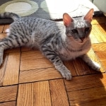 Corso Savannah, F-3C, BST, Male, DOB 4-17-20