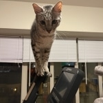 Corso Savannah, F-3C, BST, Male, DOB 4-17-20