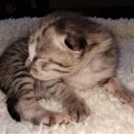 Savannah, F-3C, BST, Male, DOB 4-17-20