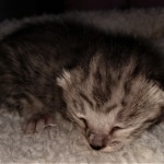 Savannah, F-3C, BST, Male, DOB 4-17-20