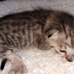 Savannah, F-3C, BST, Male, DOB 4-17-20