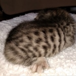 Savannah, F-3C, BST, Male, DOB 4-17-20