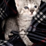 Savannah, F-3C, BST, Male, DOB 4-17-20